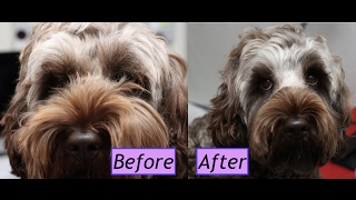 How to groom a Cockapoo face  Demo [upl. by Mima141]