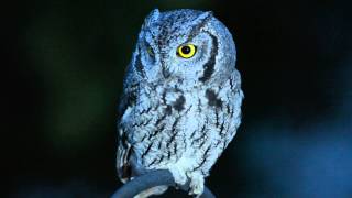 Western ScreechOwl in Backyard at Night [upl. by Penny458]