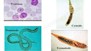 Introduction to Medical Parasitology lecture [upl. by Rugg859]