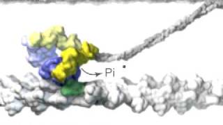 Muscle Myosin [upl. by Nebuer877]