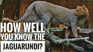 Jaguarundi  Description Characteristics and Facts [upl. by Fesuy437]