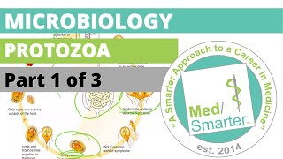 Protozoa  Microbiology  USMLE STEP 1  Part 1 of 3 [upl. by Thomasine]