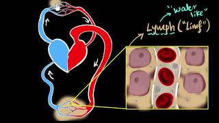 Lymph lymph nodes amp lymphatic system  Life processes  Biology  Khan Academy [upl. by Agnimod273]