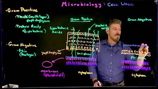 Gram Positive vs Gram Negative [upl. by Gulgee975]