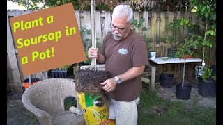 How to plant a Soursop tree in a container [upl. by Nahsor]