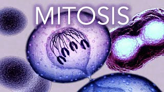 MITOSIS  MADE SUPER EASY  ANIMATION [upl. by Hoseia319]