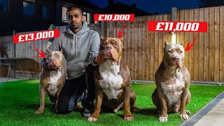 Feeding My £35000 XL Bullys DIY Raw Meat [upl. by Isaiah252]