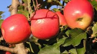 Como cultivar Manzana TvAgro por Juan Gonzalo Angel [upl. by Lacym328]