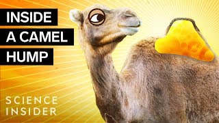 Whats Inside A Camel Hump [upl. by Eb411]