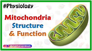 Mitochondria  CellStructure amp Function  Biology  Class 9 [upl. by Jakie]