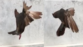 Roller pigeon part 5  Amazing tumbler pigeon stunts  paltimaar girebaaz kabootar  NEEL BIRDS [upl. by Sulamith]