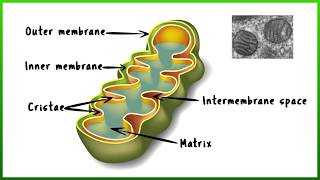 Mitochondria the cells powerhouse [upl. by Ydolem]