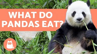 What do PANDAS eat 🐼 All about the Panda Bear Diet [upl. by Beltran]