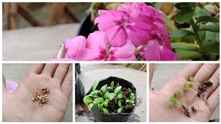 How To Grow Phlox Flower From SeedsHow To Collect Phlox Flower Seeds [upl. by Diann]