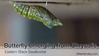 Eastern black swallowtail emerging from chrysalis [upl. by Annayehc]