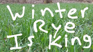 Winter Rye For Food Plots [upl. by Rawden]