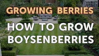 How to Grow Boysenberries [upl. by Clementine]