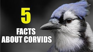 Corvidae  Short Film Starring Maisie Williams [upl. by Inuat481]