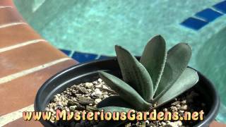 GASTERIA X GREEN ICE 1 Mysterious Gardens  G00009 [upl. by Saitam]