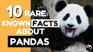 10 Rare Known Facts about Pandas [upl. by Elva]