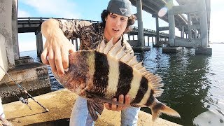 Catching GIANT Sheepshead With Fiddler Crabs Under Bridge  Pensacola Florida [upl. by Aurore659]