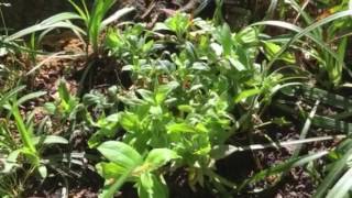 Growing Woodland Phlox  Phlox Divaricata [upl. by Shaner]