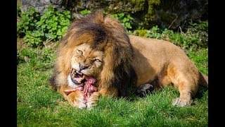 NG CLASSICS  Beim Revierstreit verstehen Löwen keinen Spaß  National Geographic [upl. by Seigler]