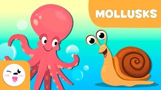 Mollusks for kids  Invertebrate animals  Science for kids [upl. by Eekorehc]