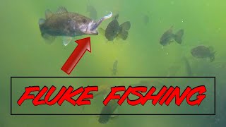 Underwater Bass Footage with CRAZY New Fluke Rigging Trick [upl. by Chase]