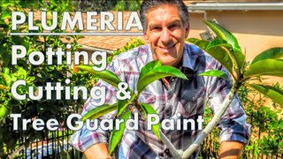 PLUMERIA TIPS Potting Cutting amp IV Organic Tree Guard Paint [upl. by Annim]