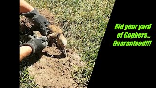 Guaranteed easy way to get rid of gophers from damaging your yardGopher trapping techniques [upl. by Amarette240]