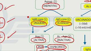 Hepatitis  Mapa mental  Dr Jaime Torres [upl. by Onileva690]