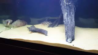 SYNODONTIS DECORUS CATFISH [upl. by Euqinehs]