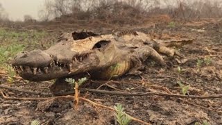 Cientos de animales luchan por escapar del fuego en el mayor humedal del mundo [upl. by Grega]