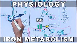 Iron Metabolism [upl. by Kingsley]