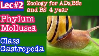 Class Gastropodaphylum Mollusca [upl. by Prisilla]