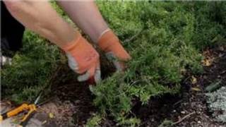 Garden Tips  How to Transplant Phlox Flowers [upl. by Inkster740]