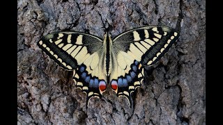 METAMORPHOSIS Swallowtail butterfly lifecycle [upl. by Mosi]