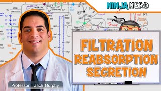 Renal  Filtration Reabsorption and Secretion Overview [upl. by Searcy]