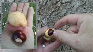 Identifying Ohio buckeye [upl. by Nosnej]