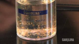 How to Care for Daphnia [upl. by Verda]