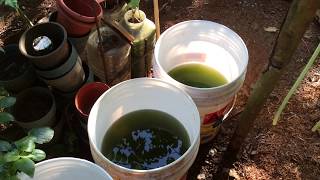 How to grow Green Water Algae [upl. by Trela]