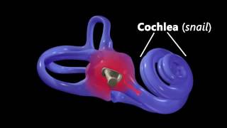 Anatomy of the Ear [upl. by Hadleigh]