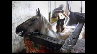 Horse Slaughter The Truth [upl. by Snahc]