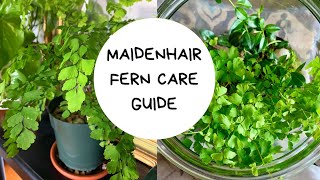 Maidenhair Fern  How To Care For a Maidenhair Fern [upl. by Atalanti661]