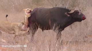 Ein Löwenrudel bei der Jagd  A pack of Lions on the hunt [upl. by Naasar]