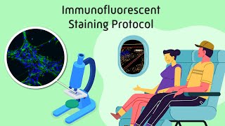 Immunofluorescent Staining Protocol [upl. by Durno]