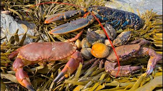 Coastal Foraging  Lobster Cockles Clam and Crab Beach Cook Up [upl. by Docia103]