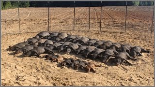 Wild Hog Trapping  9 3333 Feral Hog Capture  JAGER PRO™ [upl. by Cele]