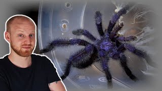 Avicularia purpurea Pairing Purple Pink Toe Tarantula [upl. by Christensen]